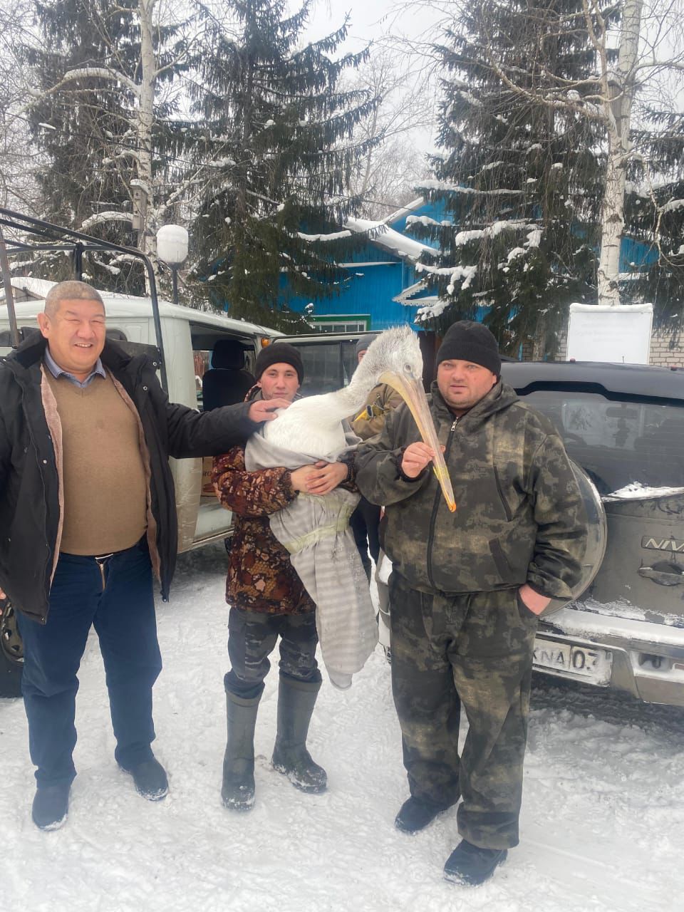 Құстар тағы да қысқа қалады: Бурабайда әлсіреген пеликанды құтқарды