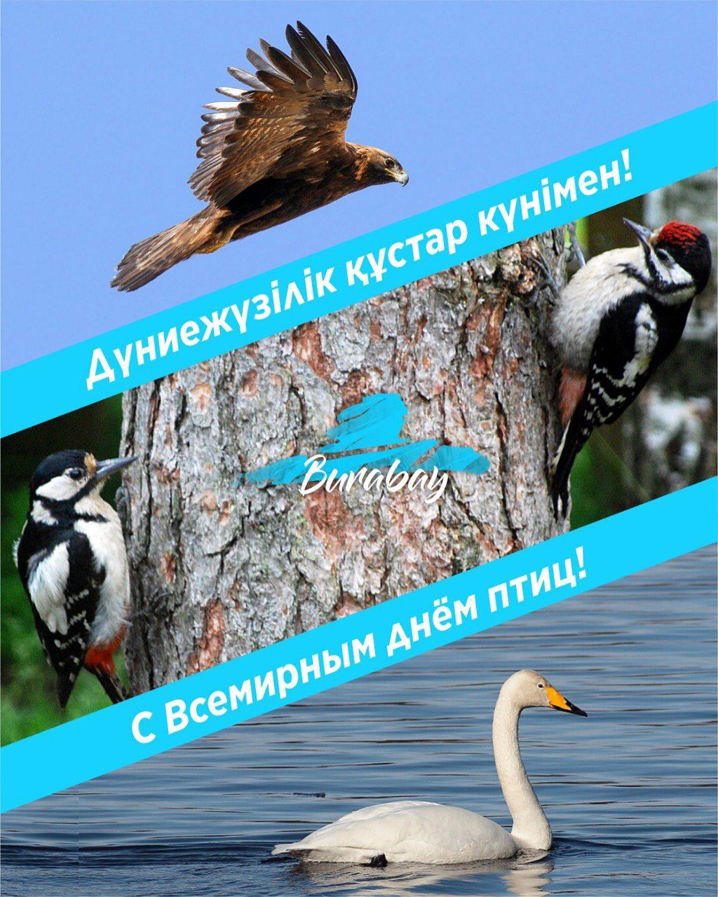 1 апреля – Всемирный день птиц!