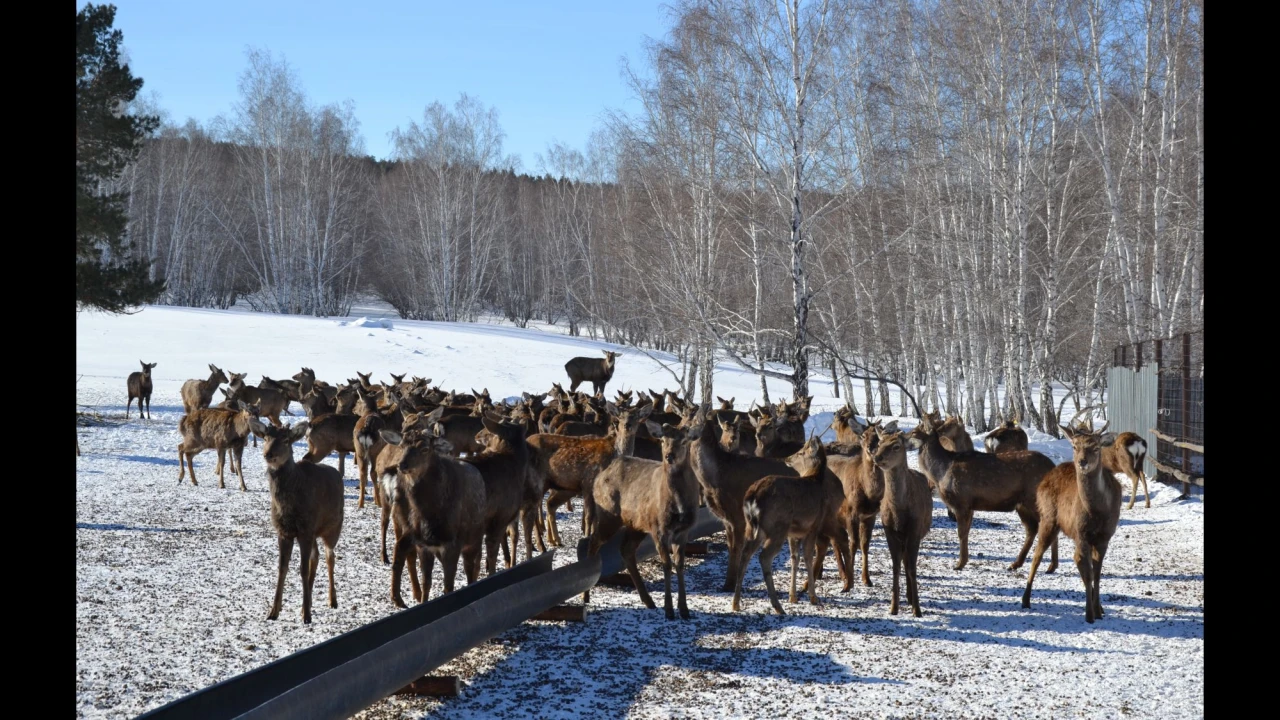 Алғашқы көктемгі күндерді Бурабайда қалай өткізуге болады. 